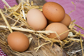 Hofladen Eier